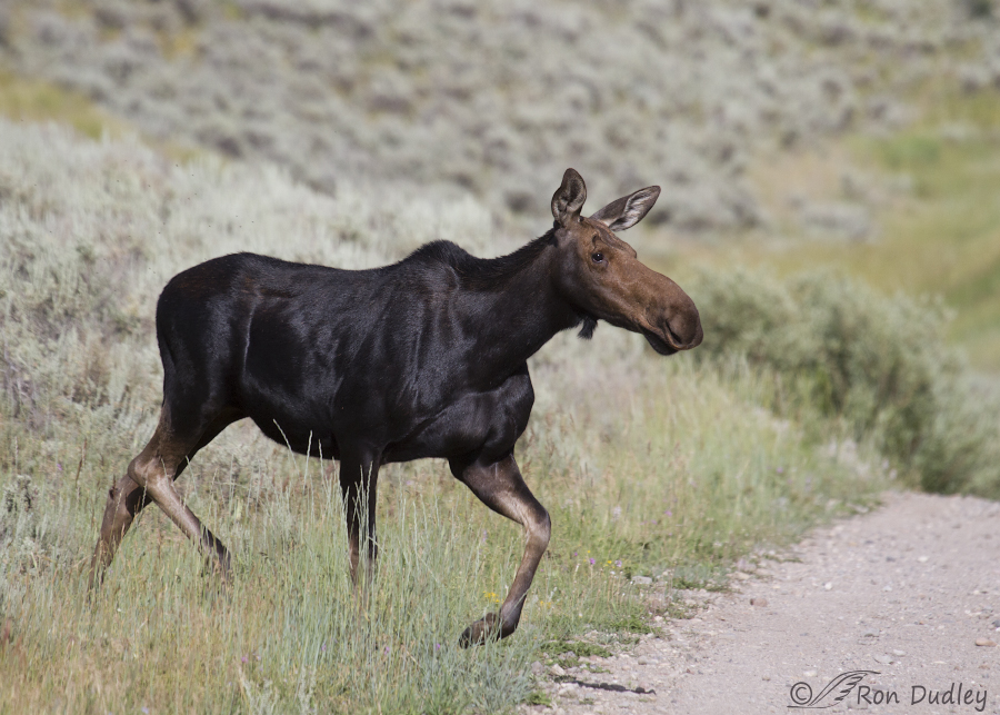 moose 2857 ron dudley