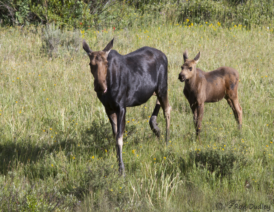moose 3043 ron dudley