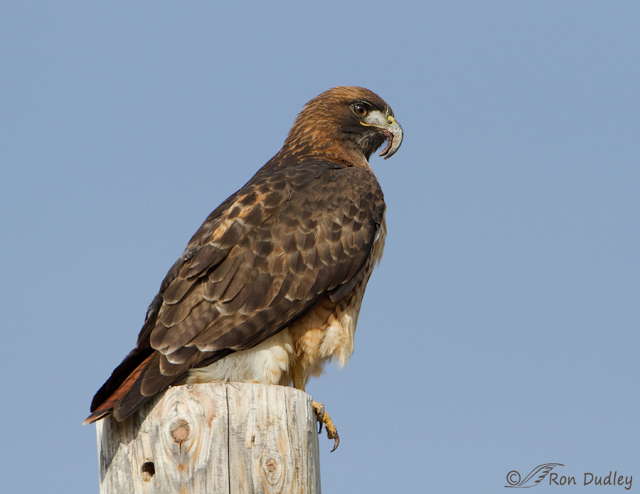 red-tailed-hawk-3311 ron dudley