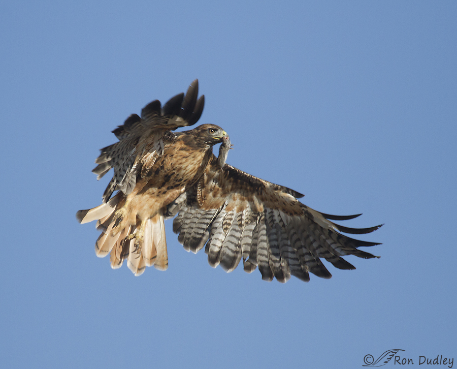 red-tailed hawk 3373 ron dudley