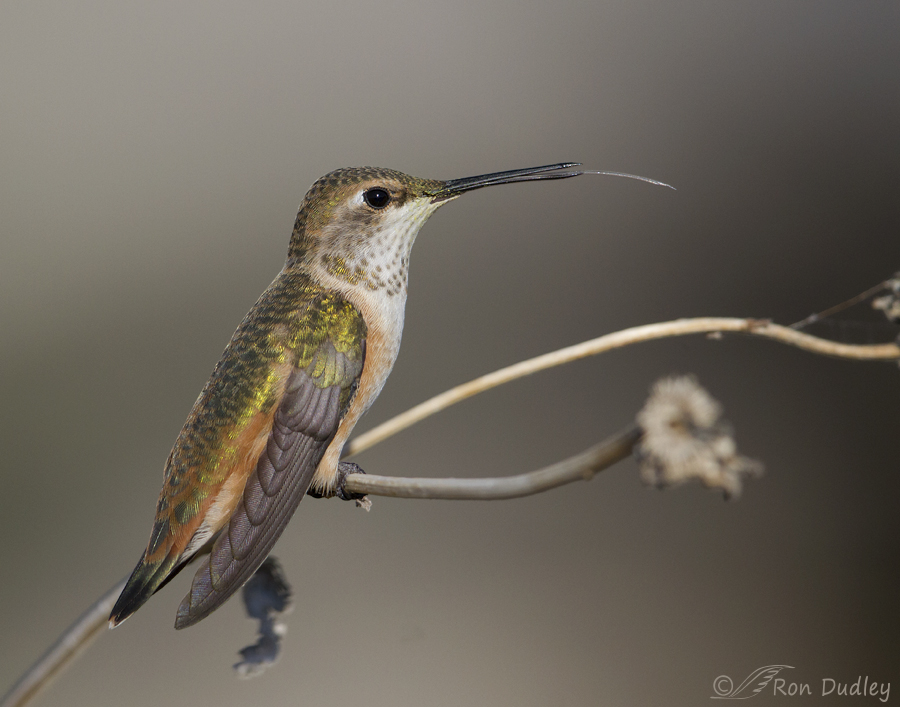 rufous hummingbird 1170 ron dudley