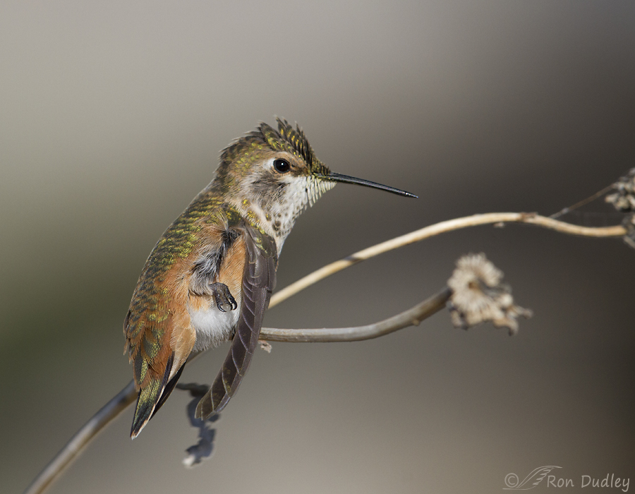 rufous hummingbird 1208b ron dudley