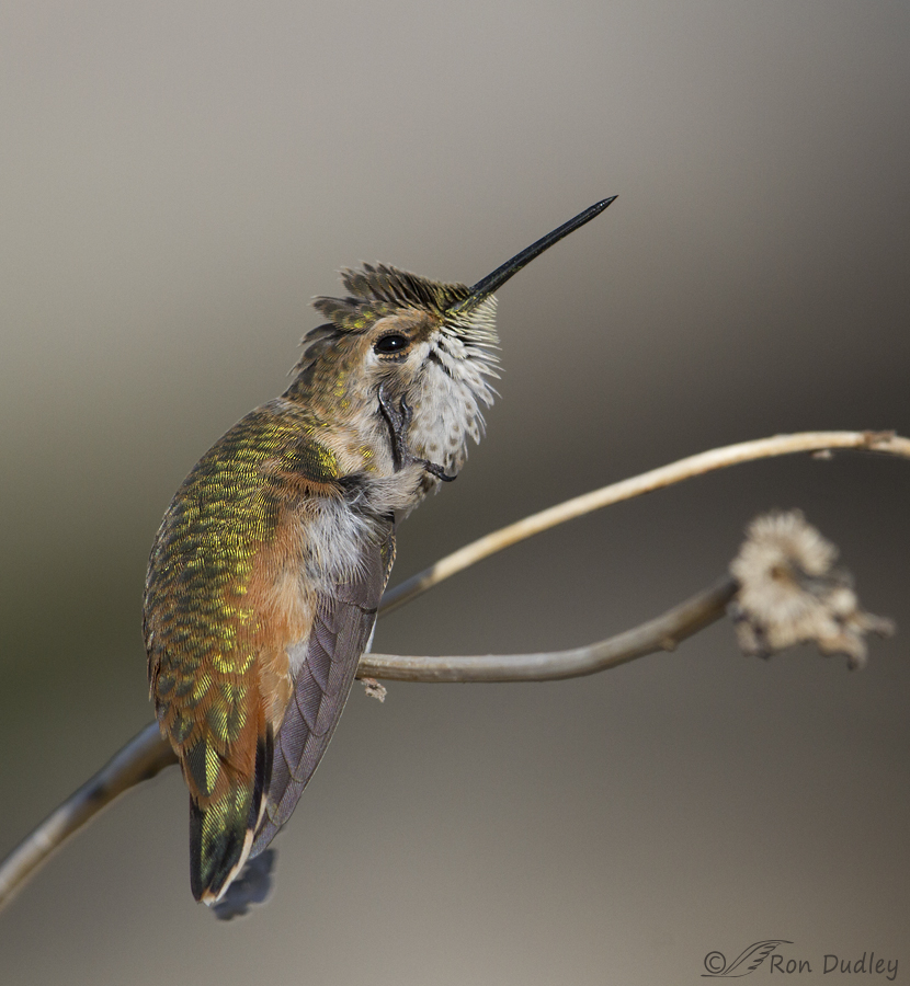 rufous hummingbird 1231 ron dudley