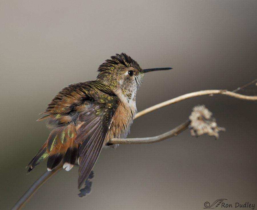 rufous hummingbird 1237 ron dudley