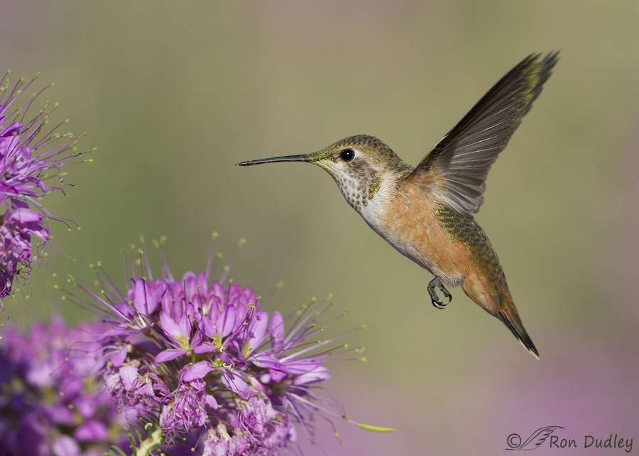 rufous hummingbird 1361 ron dudley