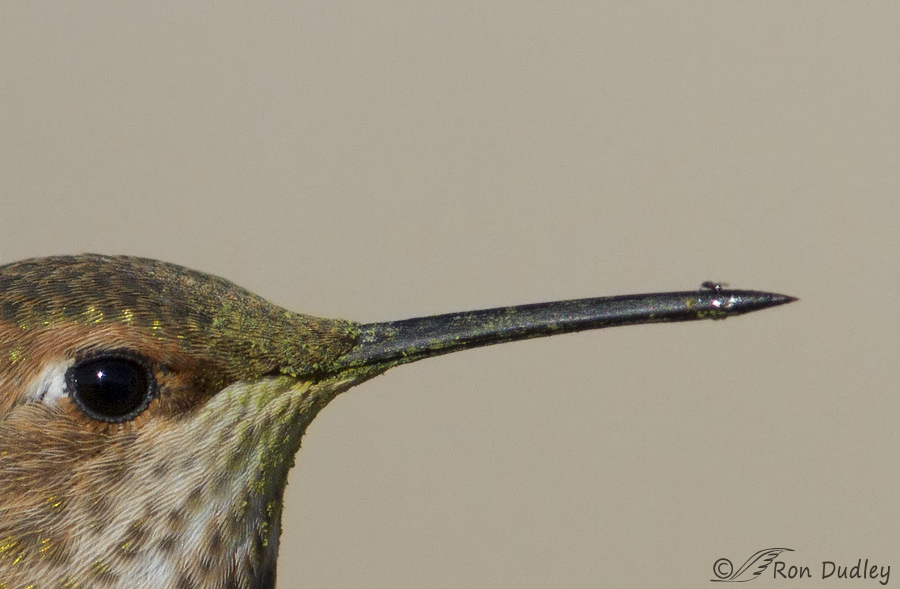 rufous hummingbird 1461 big crop ron dudley