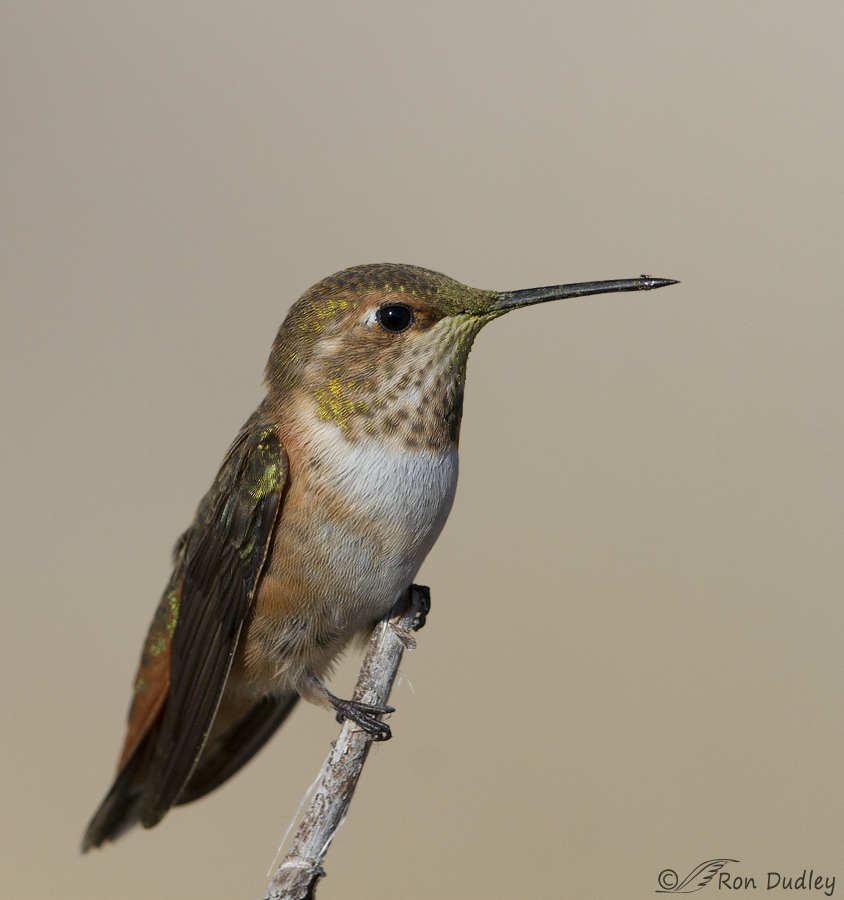 rufous hummingbird 1461 ron dudley