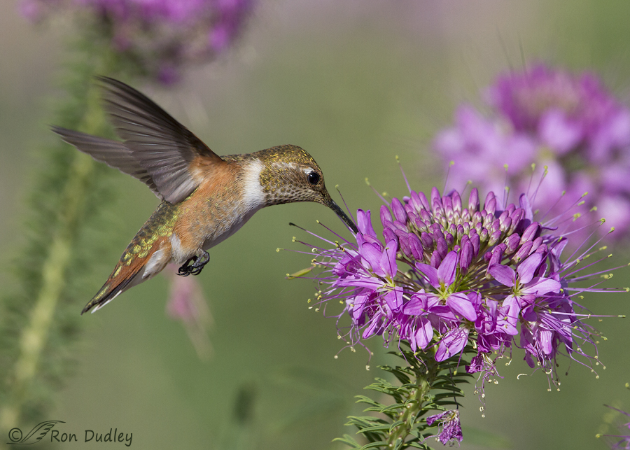 rufous hummingbird 9963b ron dudley