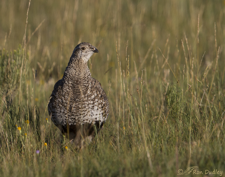 sage grouse 5117 ron dudley