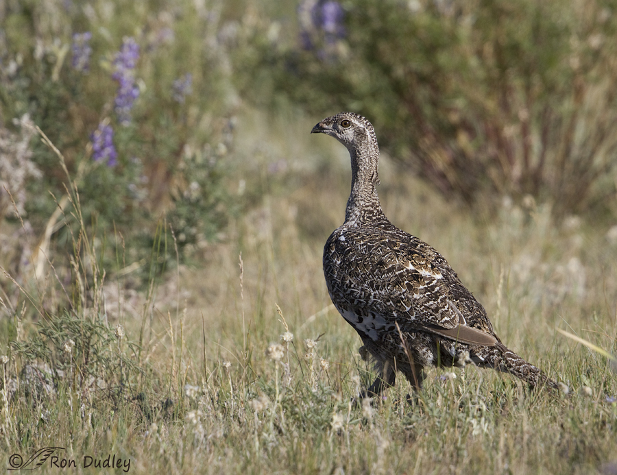 sage grouse 5451 ron dudley