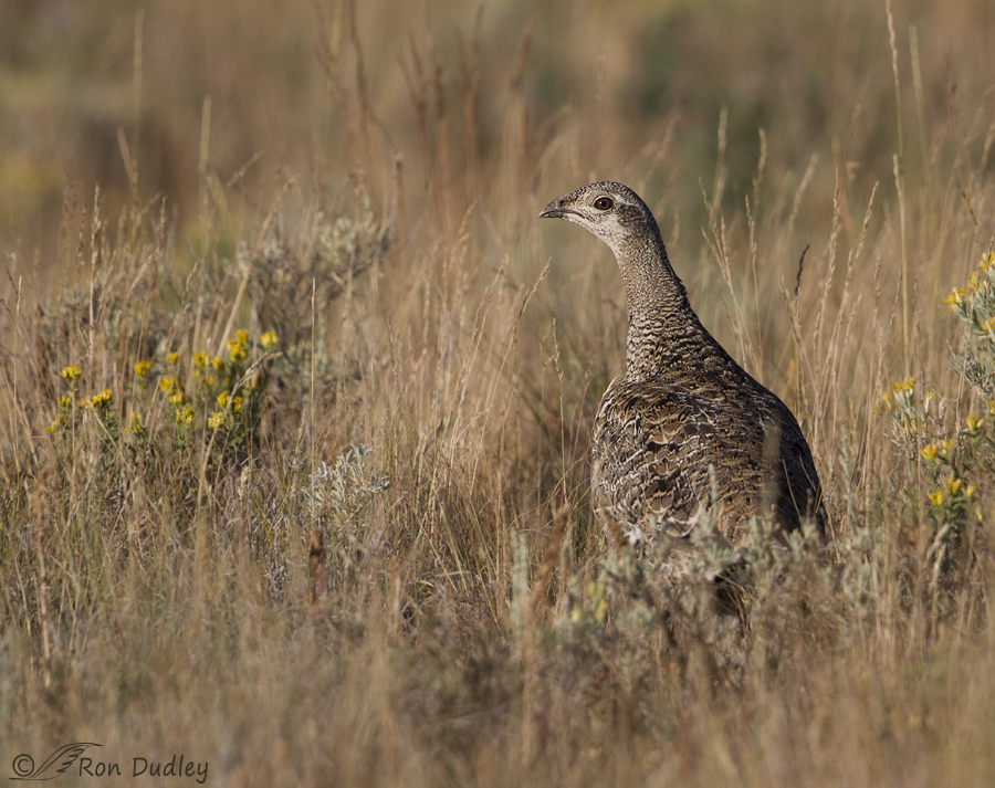 sage grouse 5542 ron dudley