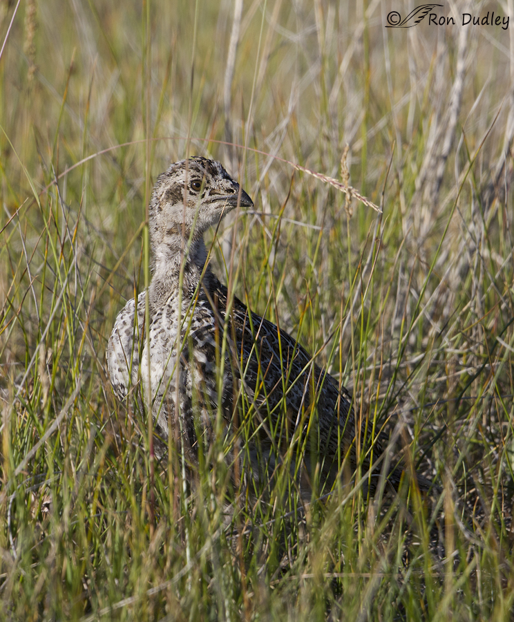 sage grouse 5608 ron dudley