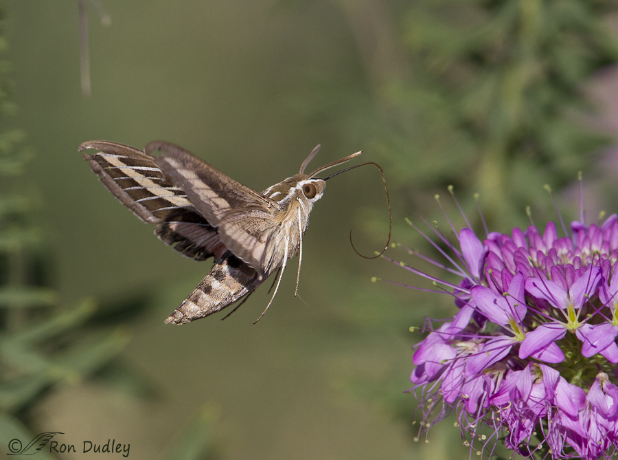 Sphinx (Hummingbird) Moth In Flight – (5 images) « Feathered Photography