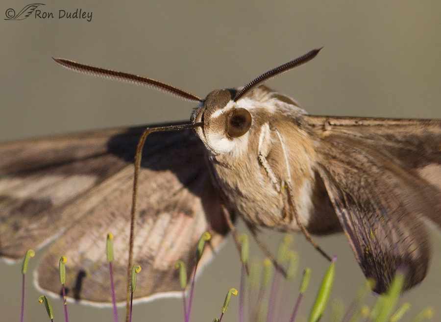 white-lined sphinx moth 0553 ron dudley