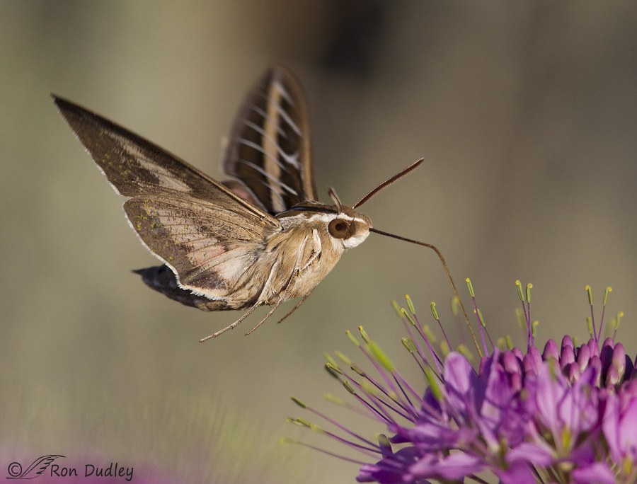 White Lined Sphinx Moth