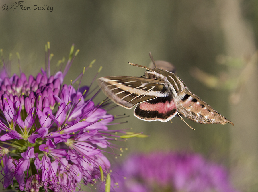 white-lined sphinx moth 0765 ron dudley
