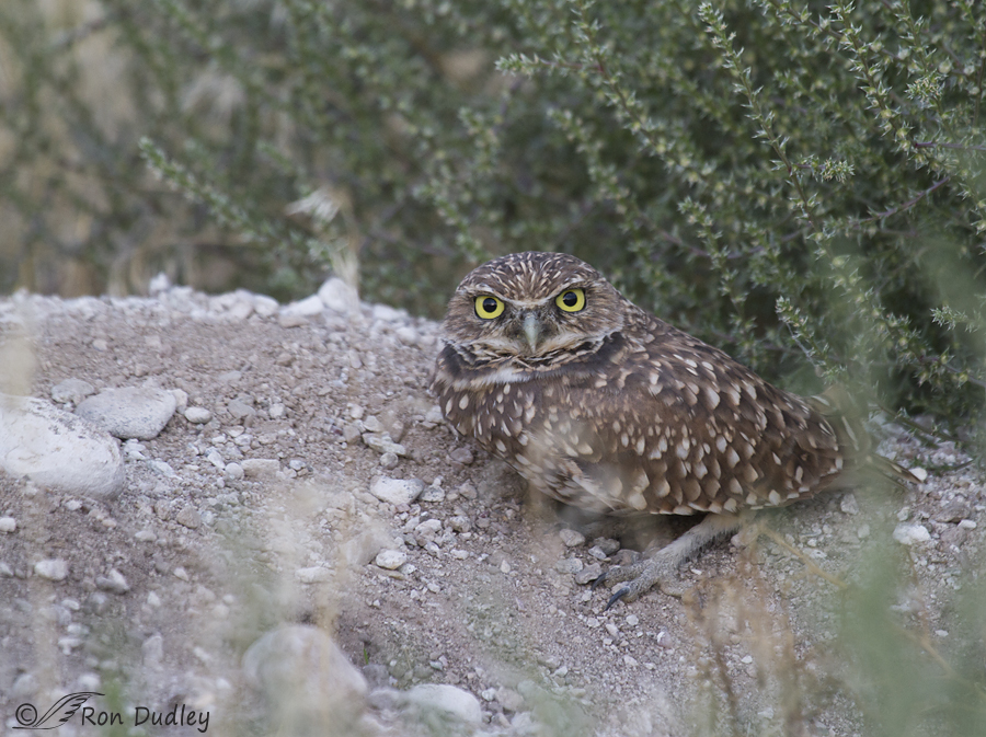 burrowing owl 4389 ron dudley