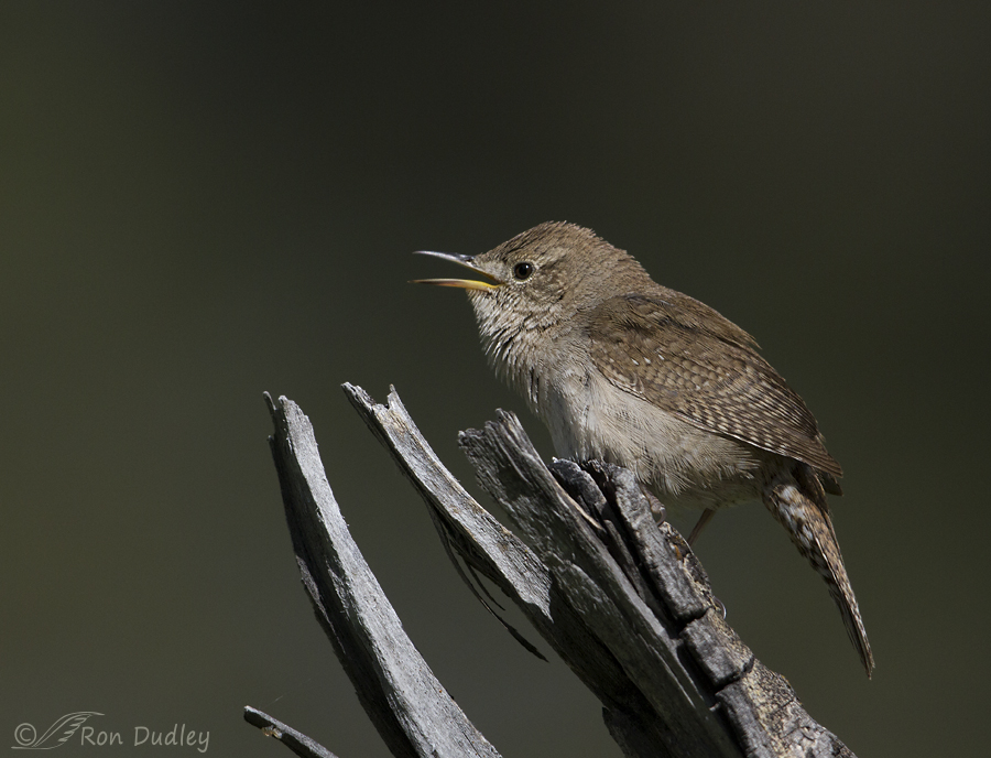 house wren 4867 ron dudley