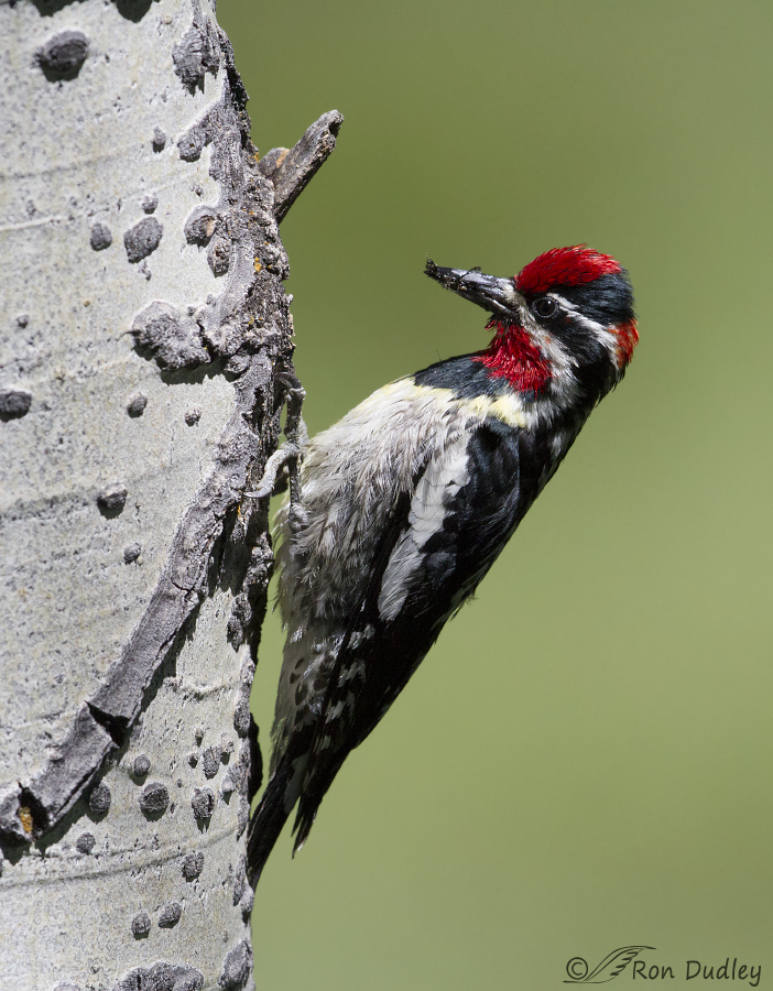 red-naped sapsucker 2643 ron dudley