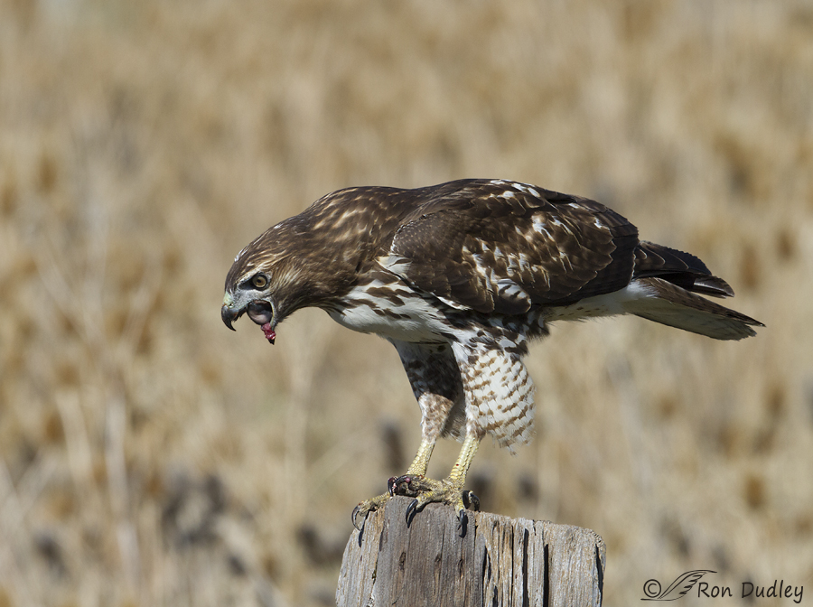 red-tailed hawk 6870 ron dudley