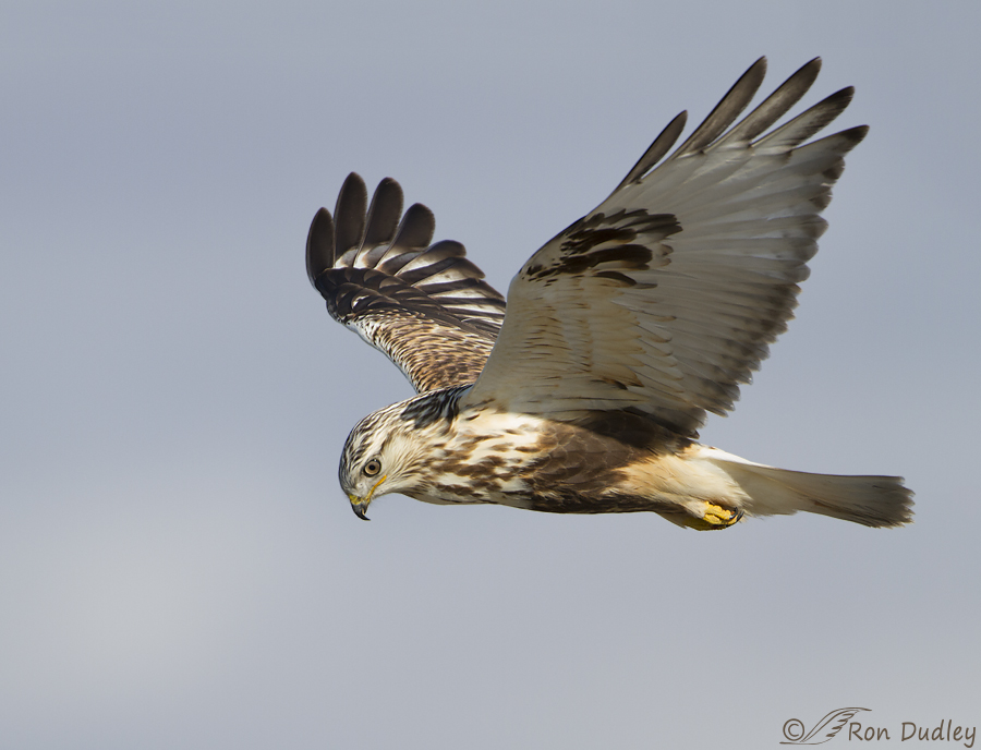 rough-legged hawk 2478 ron dudley