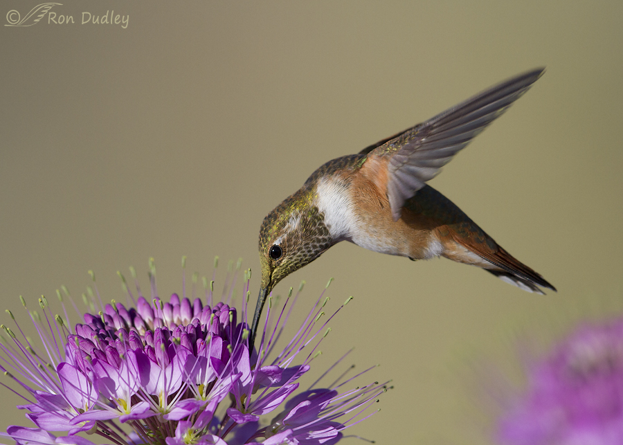 rufous hummingbird 2054 ron dudley