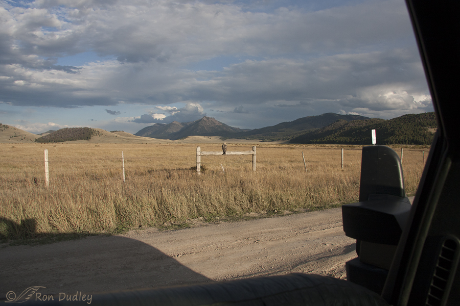 swainson's hawk 1914 ron dudley
