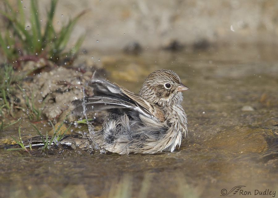 vesper sparrow 4735 ron dudley