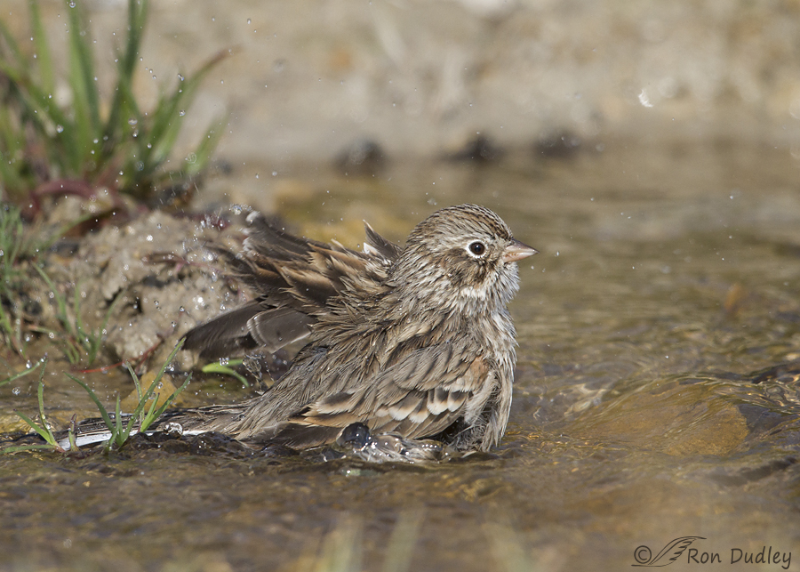 vesper sparrow 4737 ron dudley