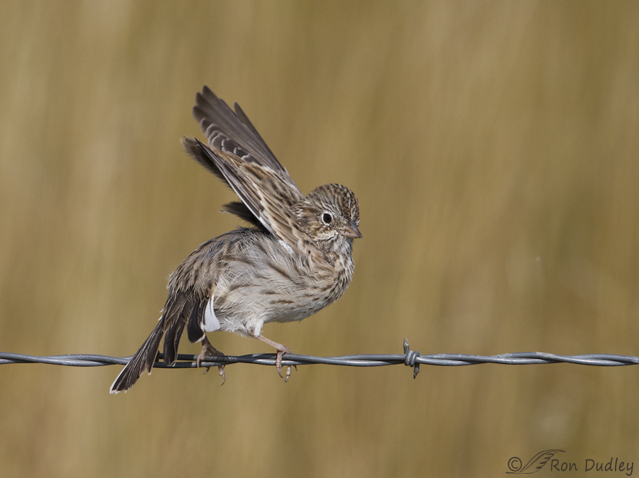 vesper sparrow 4757 ron dudley