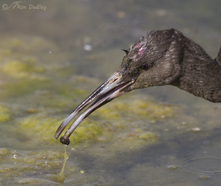 white-faced ibis 7344 ron dudley