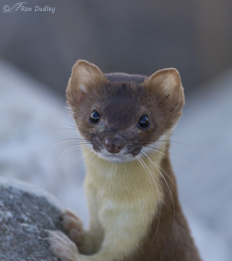 long-tailed weasel 0628 ron dudley