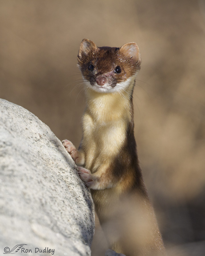long-tailed weasel 0641 ron dudley