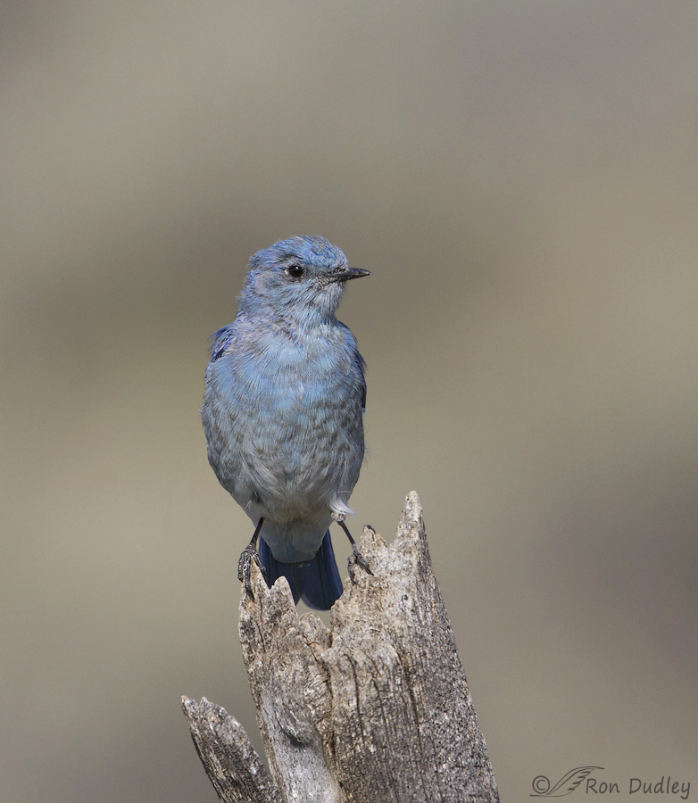 mountain bluebird 4587b ron dudley