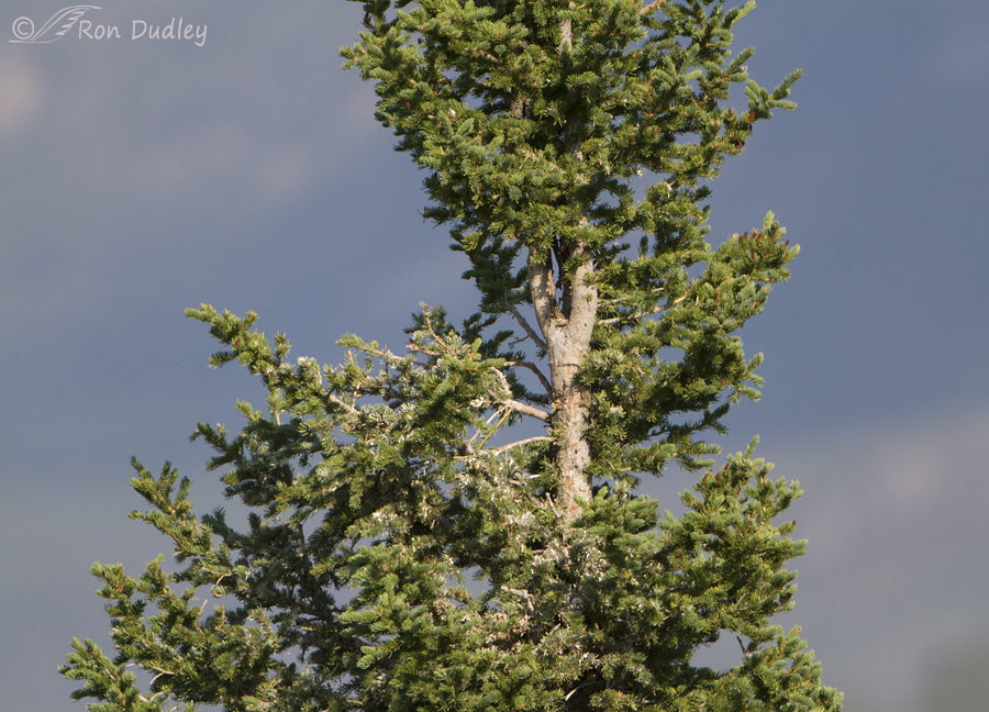 nest tree 2939 ron dudley