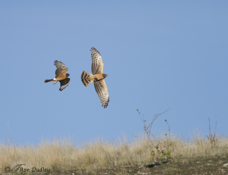 northern harrier 8972 ron dudley