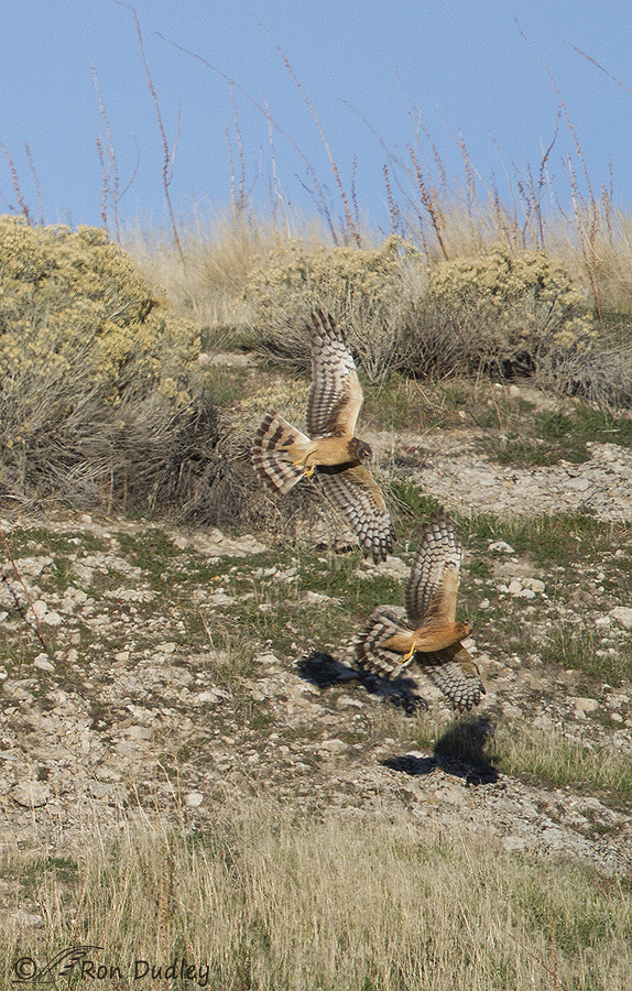 northern harrier 9049 ron dudley
