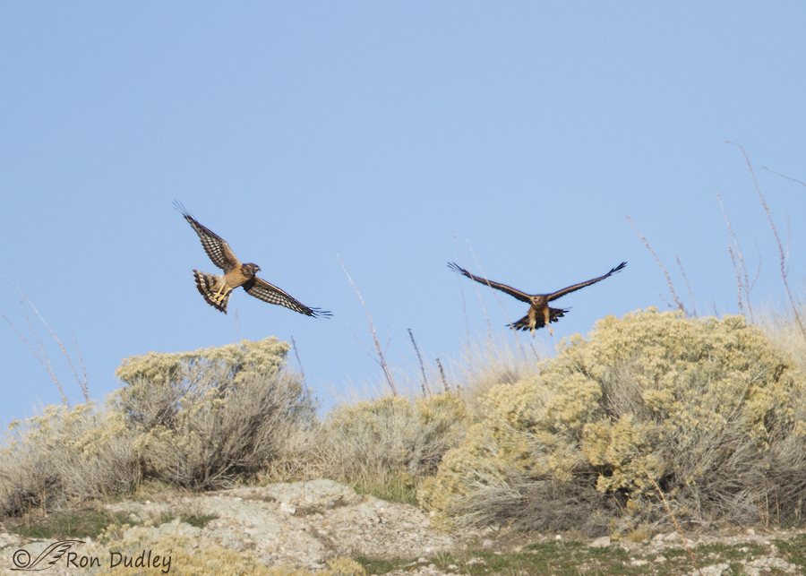 northern harrier 9065 ron dudley