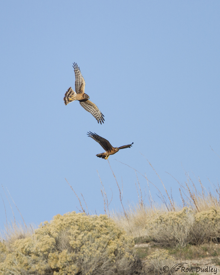northern harrier 9070 ron dudley