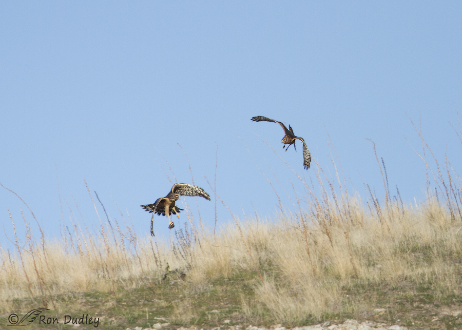 northern harrier 9073 ron dudley