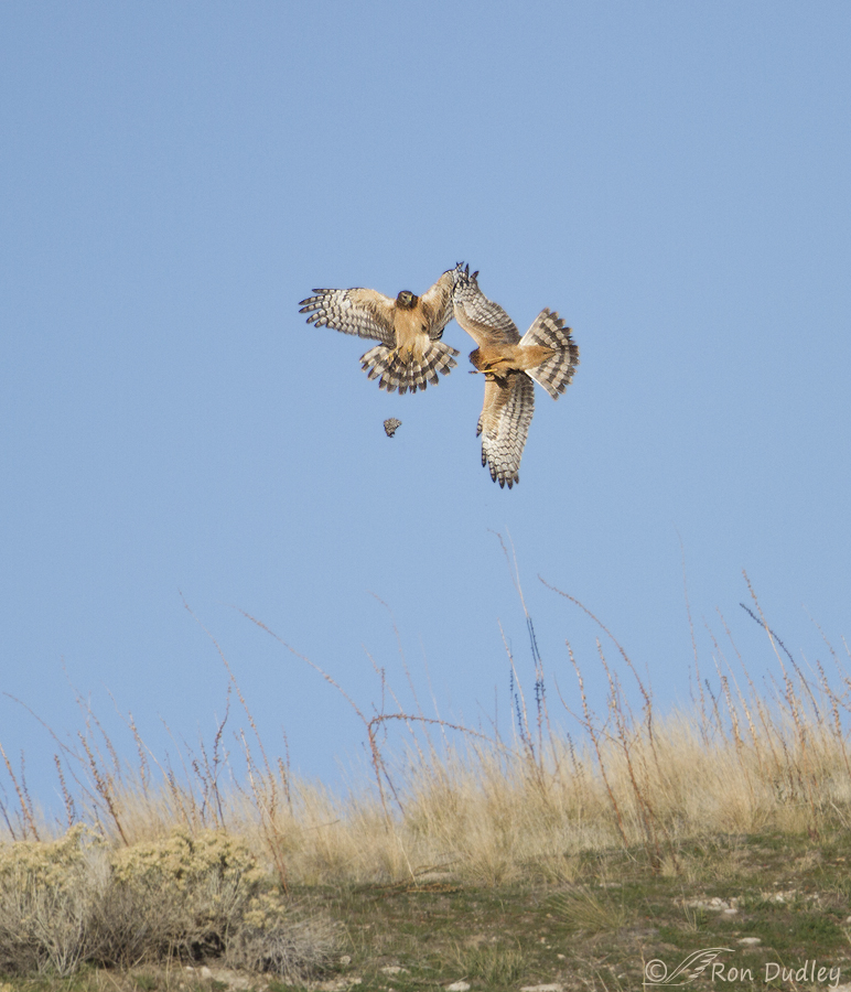 northern harrier 9077 ron dudley