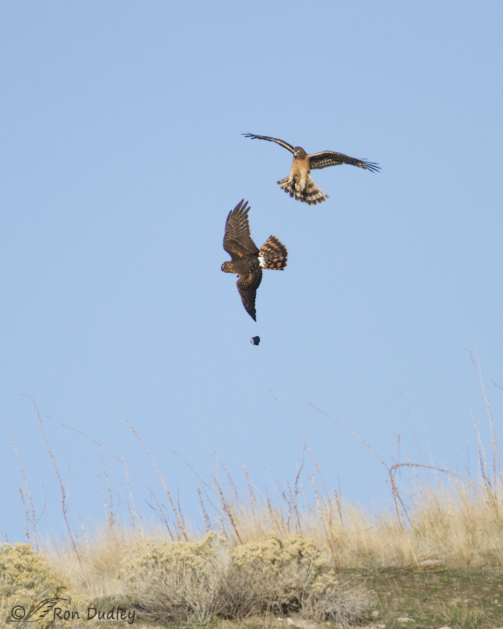 northern harrier 9079 ron dudley