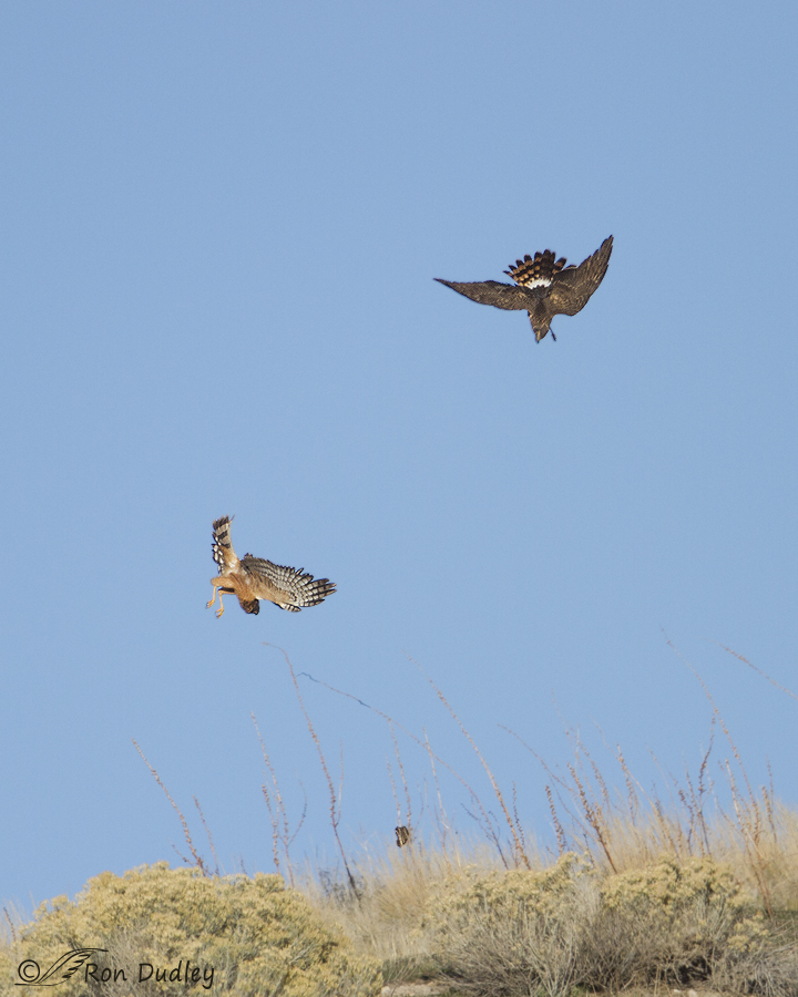 northern harrier 9081 ron dudley