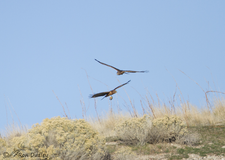 northern harrier 9082 ron dudley