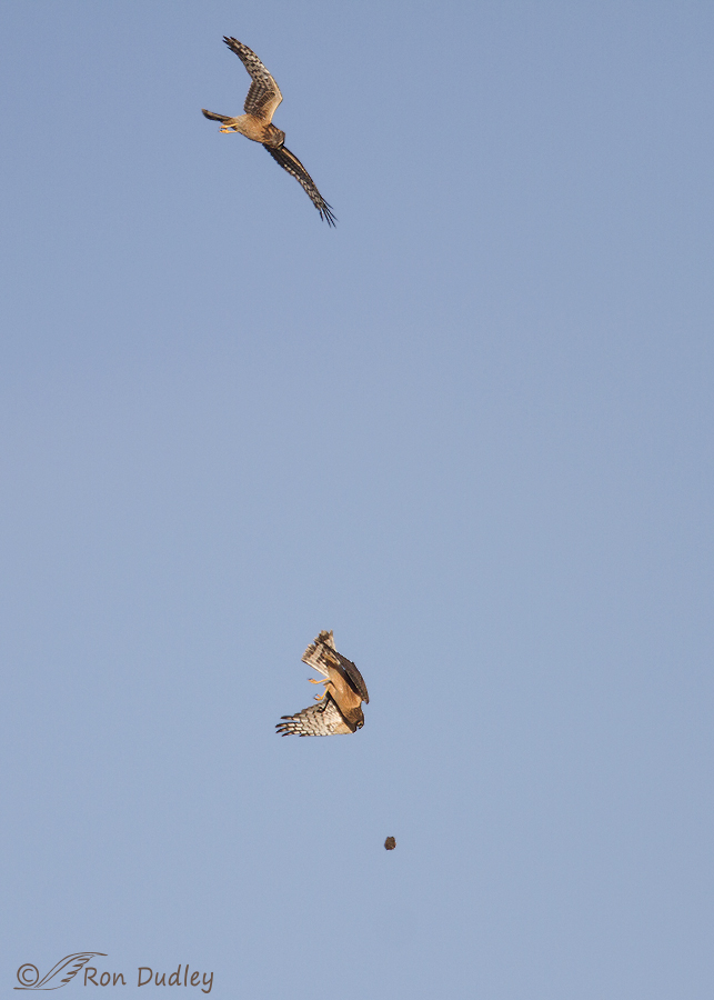 northern harrier 9104 ron dudley