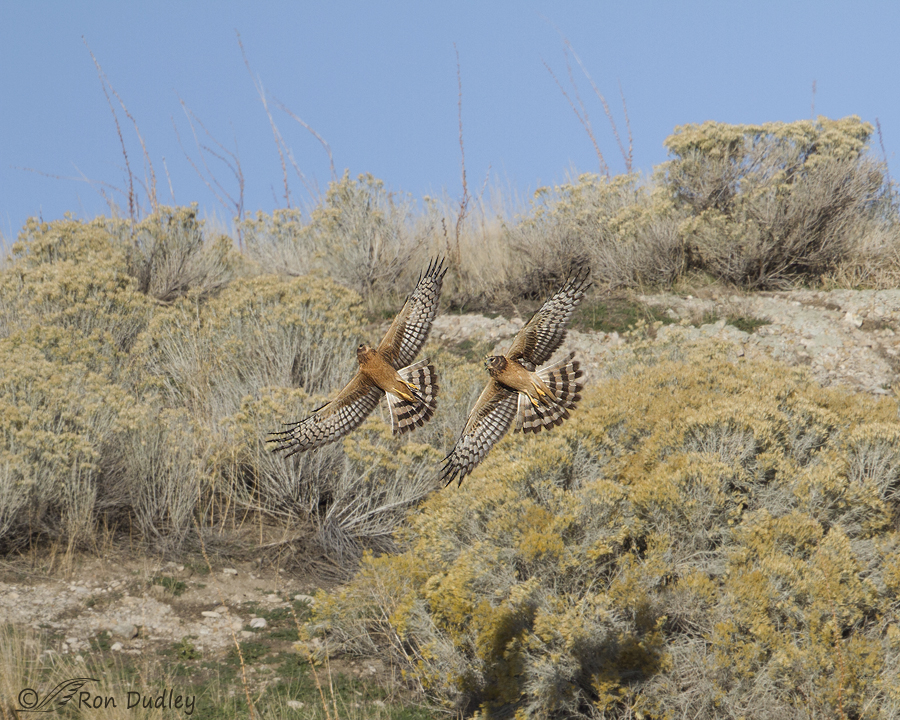 northern harrier 9123 ron dudley
