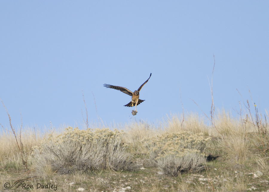 northern harrier 9137 ron dudley