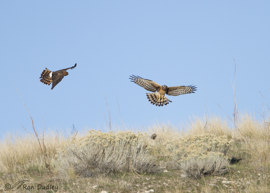 northern harrier 9145 ron dudley