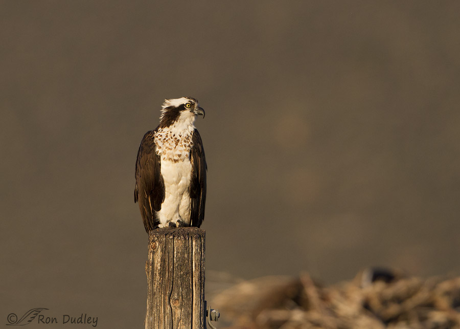 osprey 0793 ron dudley