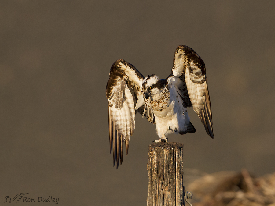 osprey 0797 ron dudley